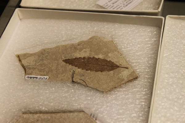 Example of Fossil - leaf