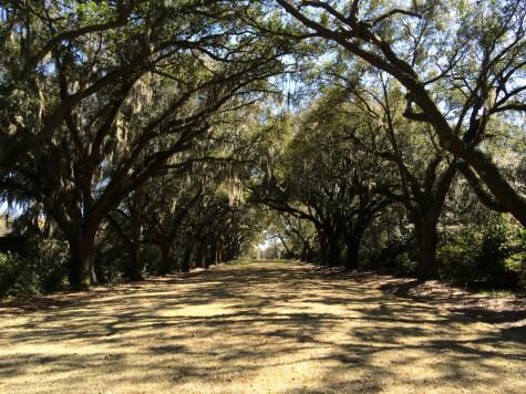 hall of oaks