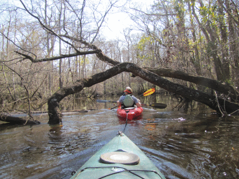 tree-and-paddlers