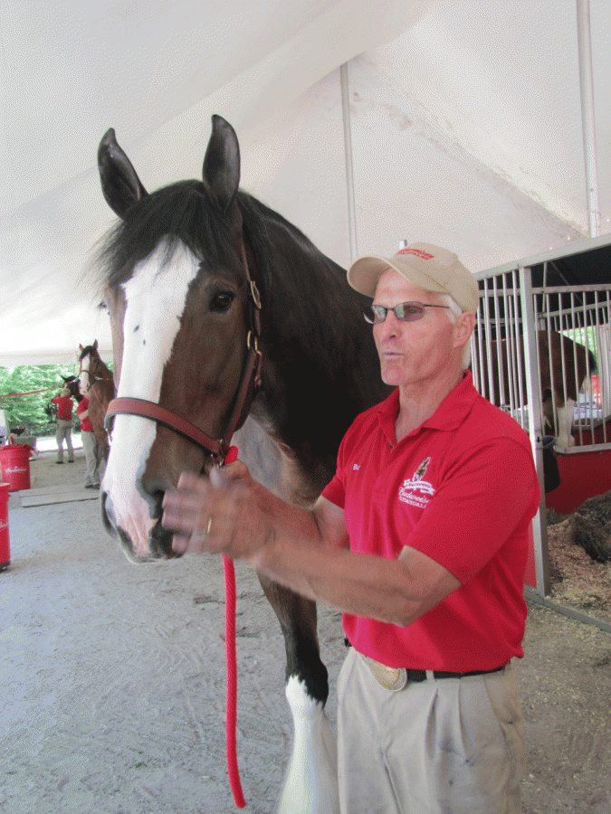 VIctor, a Budweiser Clydesdale with Burt his handler.