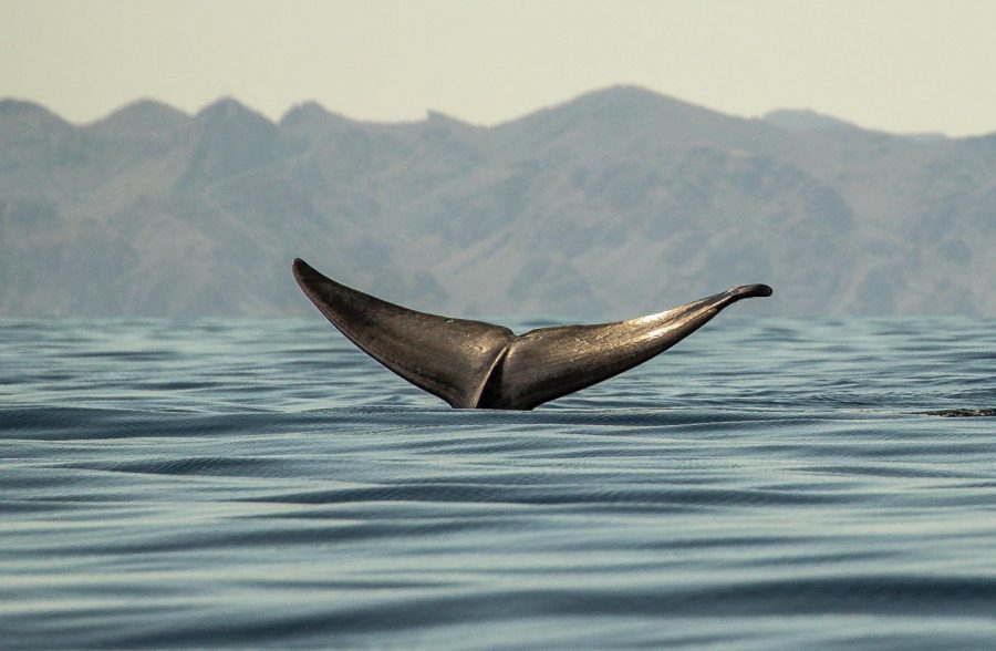 From the Sea of Cortez