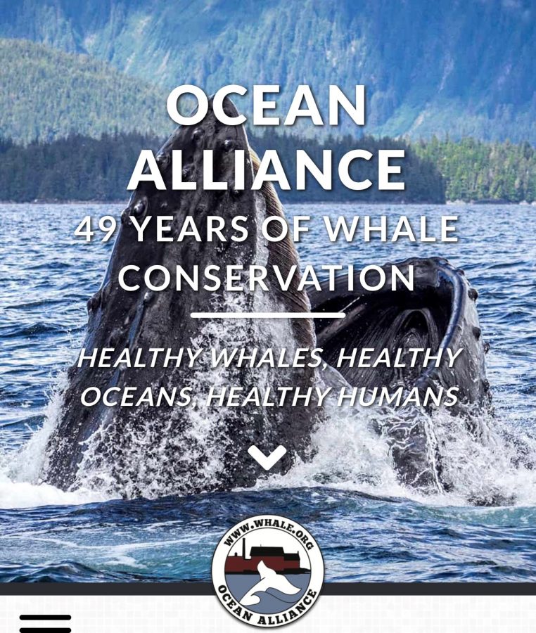 Celebrating the Whale and Ocean Conservation!